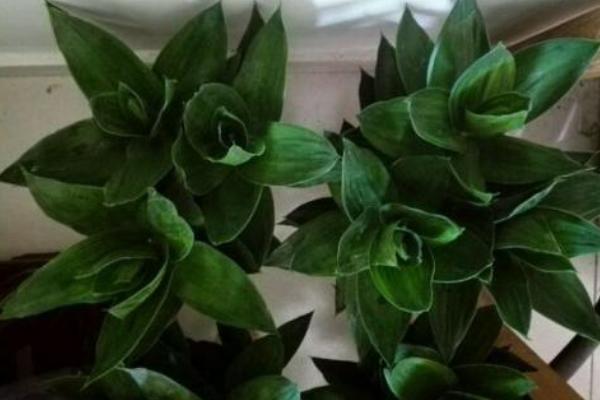 蓮花竹開花嗎 蓮花竹的作用