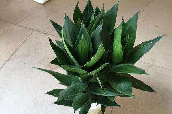 蓮花竹開花嗎 蓮花竹的作用