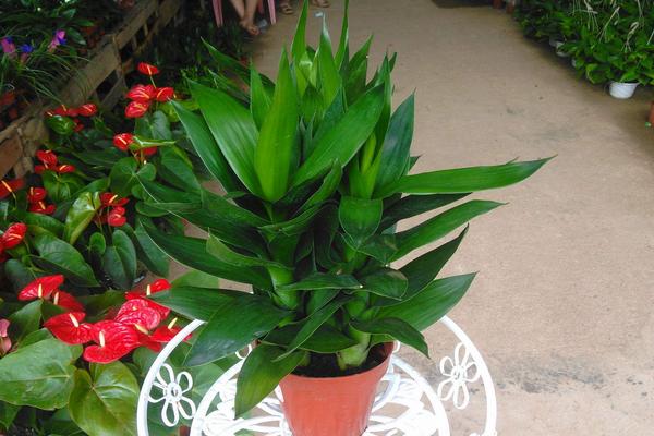 蓮花竹開花嗎 蓮花竹的作用