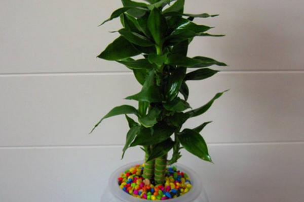 蓮花竹開花嗎 蓮花竹的作用