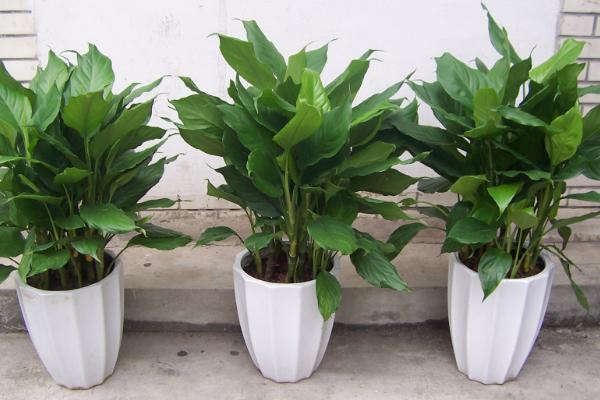 廣東萬年青功效與作用及禁忌 廣東萬年青藥用價(jià)值