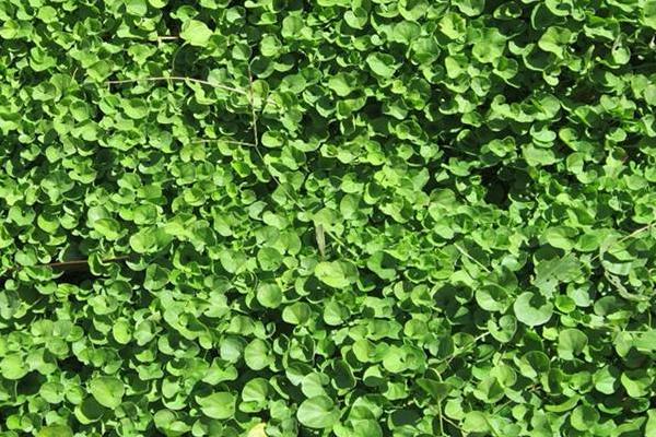 馬蹄金草皮（草坪）需要修剪嗎 馬蹄金草皮（草坪）的種植方法