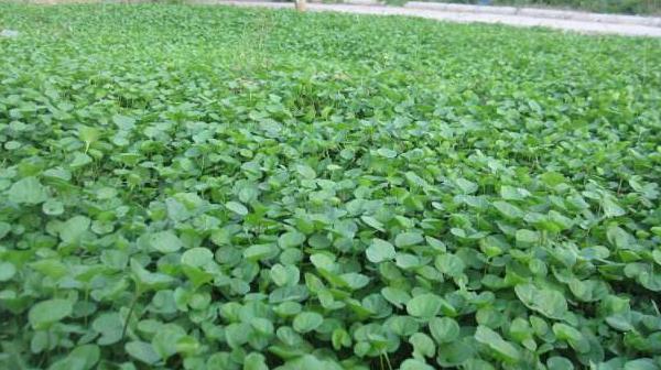 馬蹄金草皮（草坪）需要修剪嗎 馬蹄金草皮（草坪）的種植方法