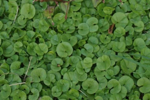馬蹄金草皮（草坪）需要修剪嗎 馬蹄金草皮（草坪）的種植方法