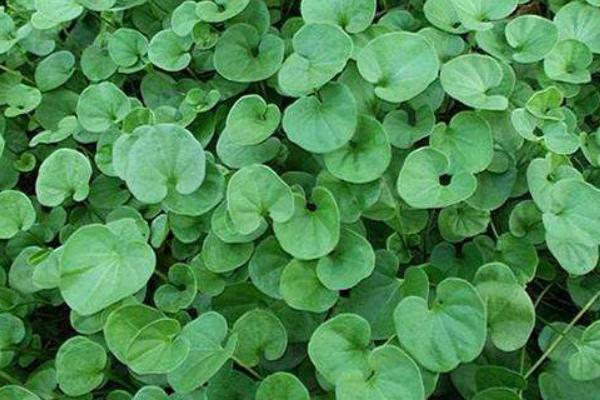 馬蹄金草皮（草坪）需要修剪嗎 馬蹄金草皮（草坪）的種植方法