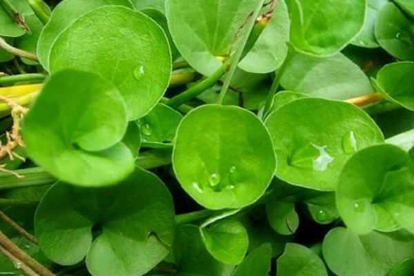 馬蹄金草皮（草坪）需要修剪嗎 馬蹄金草皮（草坪）的種植方法