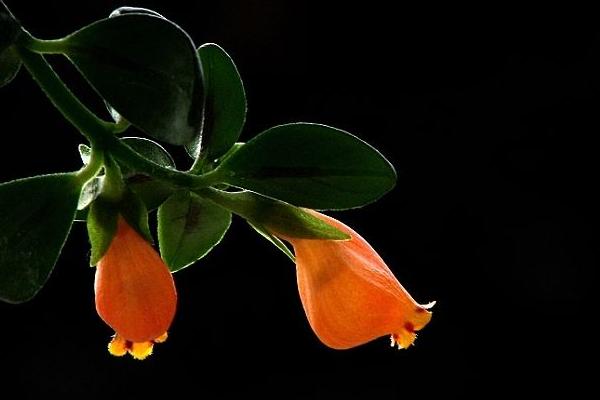 金魚吊蘭圖片大全 金魚吊蘭花語及寓意