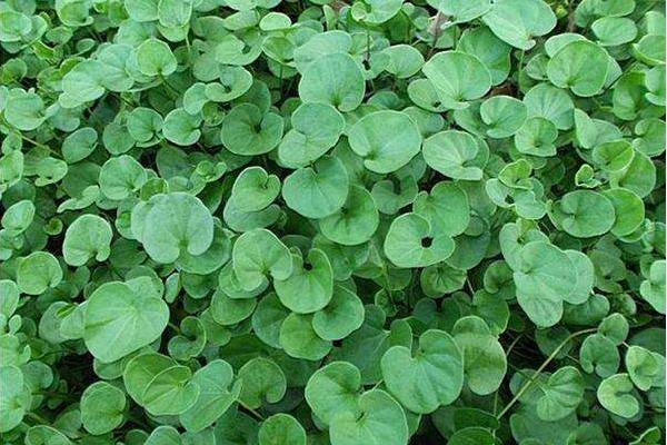 馬蹄金的功效與作用及禁忌 馬蹄金的藥用選方