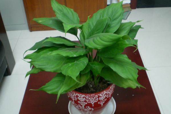 廣東萬年青市場價格多少錢一盆 如何養好廣東萬年青