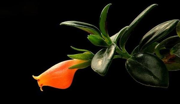 金魚吊蘭圖片大全 金魚吊蘭花語及寓意