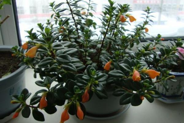 金魚吊蘭圖片大全 金魚吊蘭花語及寓意