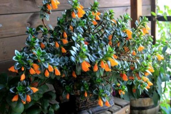 金魚吊蘭圖片大全 金魚吊蘭花語及寓意