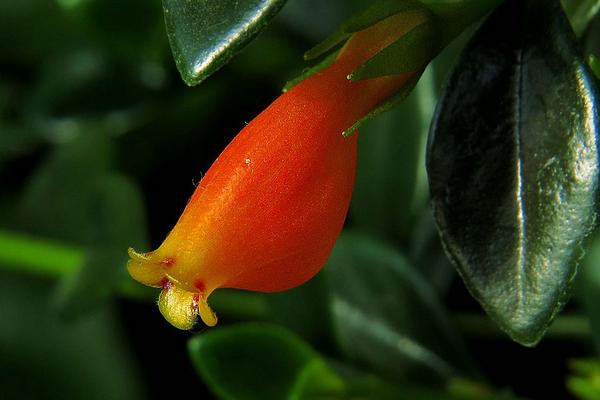 金魚吊蘭圖片大全 金魚吊蘭花語及寓意