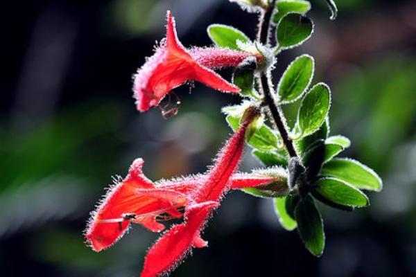 金魚吊蘭圖片大全 金魚吊蘭花語及寓意