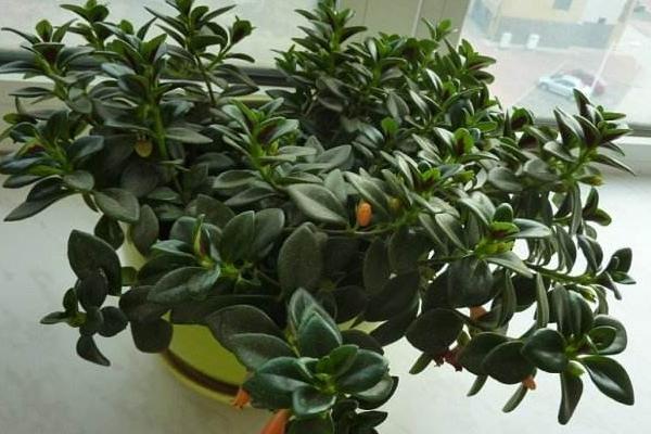 金魚吊蘭圖片大全 金魚吊蘭花語及寓意