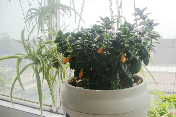 金魚吊蘭圖片大全 金魚吊蘭花語及寓意