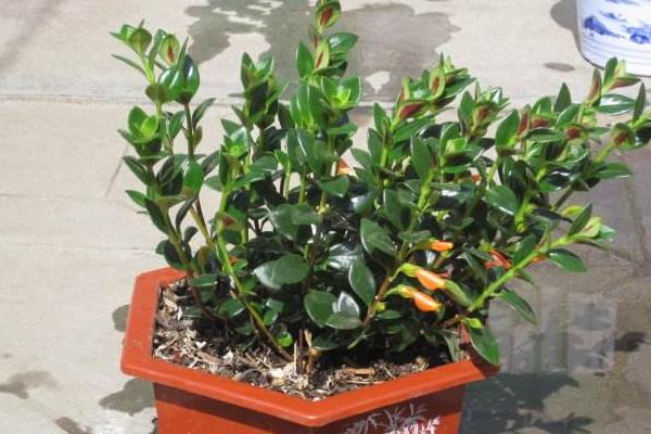 金魚吊蘭圖片大全 金魚吊蘭花語及寓意