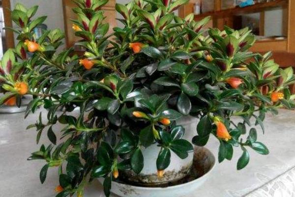 金魚吊蘭圖片大全 金魚吊蘭花語及寓意