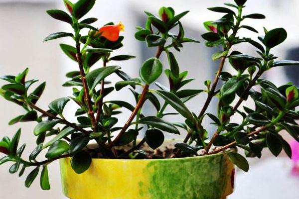 金魚吊蘭圖片大全 金魚吊蘭花語及寓意