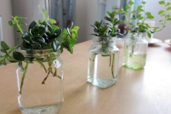 金魚吊蘭可以水培養殖嗎 金魚吊蘭水培養殖方法與注意事項