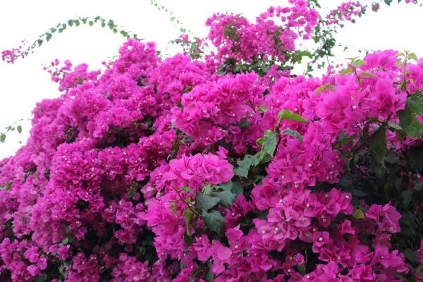 三角梅放在家庭哪個位置好（風水角度） 三角梅適合室內養嗎