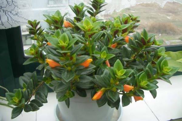 金魚吊蘭不開花怎么辦 金魚吊蘭不開花的原因