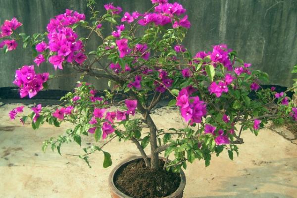 三角梅放在家庭哪個位置好（風(fēng)水角度） 三角梅適合室內(nèi)養(yǎng)嗎