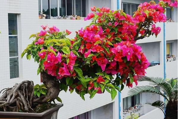 三角梅放在家庭哪個位置好（風(fēng)水角度） 三角梅適合室內(nèi)養(yǎng)嗎