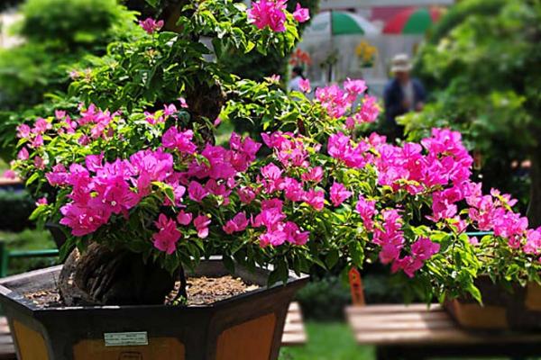 三角梅放在家庭哪個位置好（風(fēng)水角度） 三角梅適合室內(nèi)養(yǎng)嗎