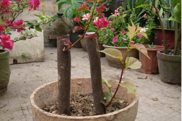 三角梅放在家庭哪個位置好（風(fēng)水角度） 三角梅適合室內(nèi)養(yǎng)嗎