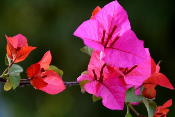 三角梅為什么不開花 如何讓三角梅多開花