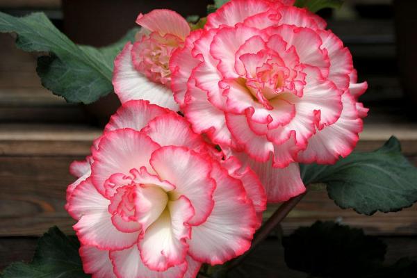 球根海棠什么時候開花 球根海棠花期是幾月