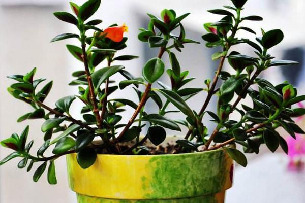 金魚吊蘭怎么養(yǎng) 金魚吊蘭的養(yǎng)殖方法和注意事項(xiàng)