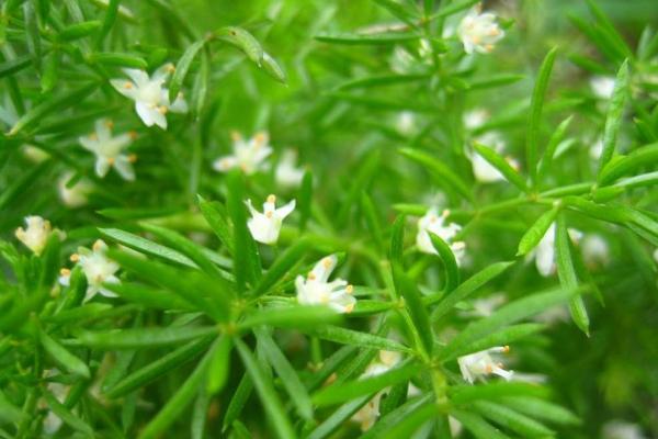 天門冬和麥冬的區(qū)別是什么