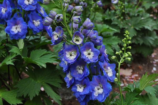 翠雀圖片大全 翠雀花語及寓意