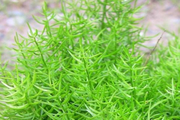 天門冬怎么種 天門冬的種植方法與注意事項