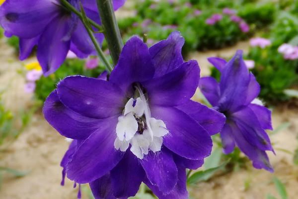 翠雀怎么種 翠雀種植方法與注意事項