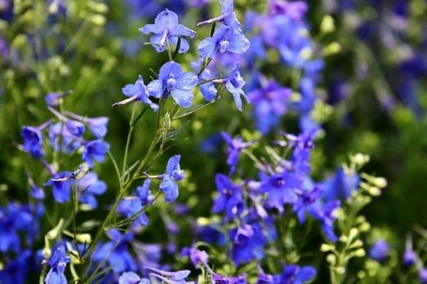 翠雀怎么種 翠雀種植方法與注意事項