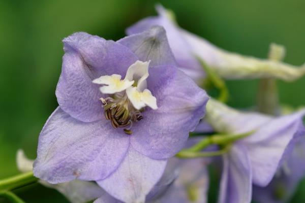 翠雀怎么種 翠雀種植方法與注意事項