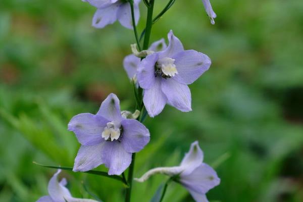 翠雀怎么種 翠雀種植方法與注意事項