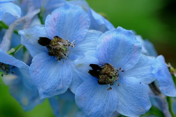 翠雀怎么種 翠雀種植方法與注意事項