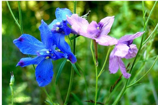 翠雀怎么種 翠雀種植方法與注意事項