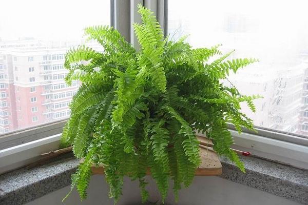 波斯頓蕨怎么養 波斯頓蕨養殖方法與注意事項