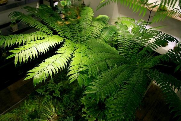 波斯頓蕨繁殖方法 波斯頓蕨好養嗎