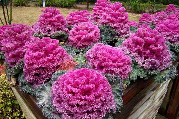 羽衣甘藍可以生吃嗎 羽衣甘藍怎么做好吃