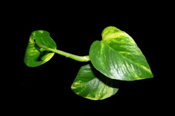 馬蹄金與金錢草的區(qū)別是什么 馬蹄金的養(yǎng)殖方法