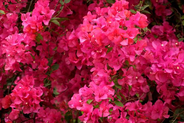 三角梅怎么快速長粗 三角梅怎么施肥