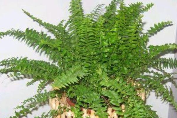 波斯頓蕨有毒嗎 波斯頓蕨能放在室內臥室嗎
