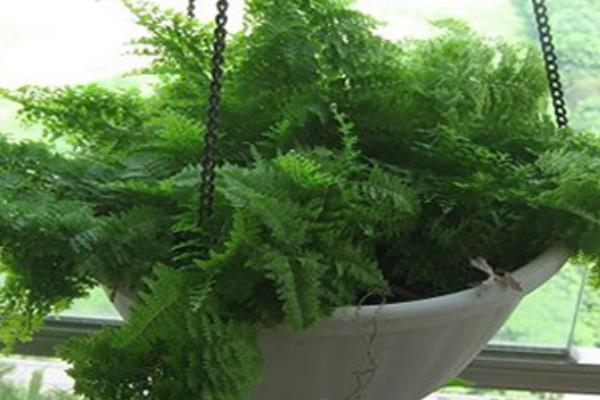 波斯頓蕨有毒嗎 波斯頓蕨能放在室內臥室嗎