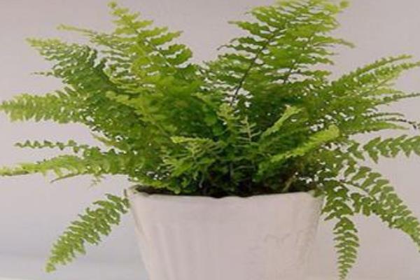 波斯頓蕨有毒嗎 波斯頓蕨能放在室內臥室嗎